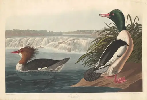 Goosander, by Robert Havell Jr.