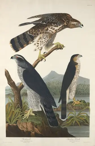 Goshawk and Stanley Hawk, by Robert Havell Jr.