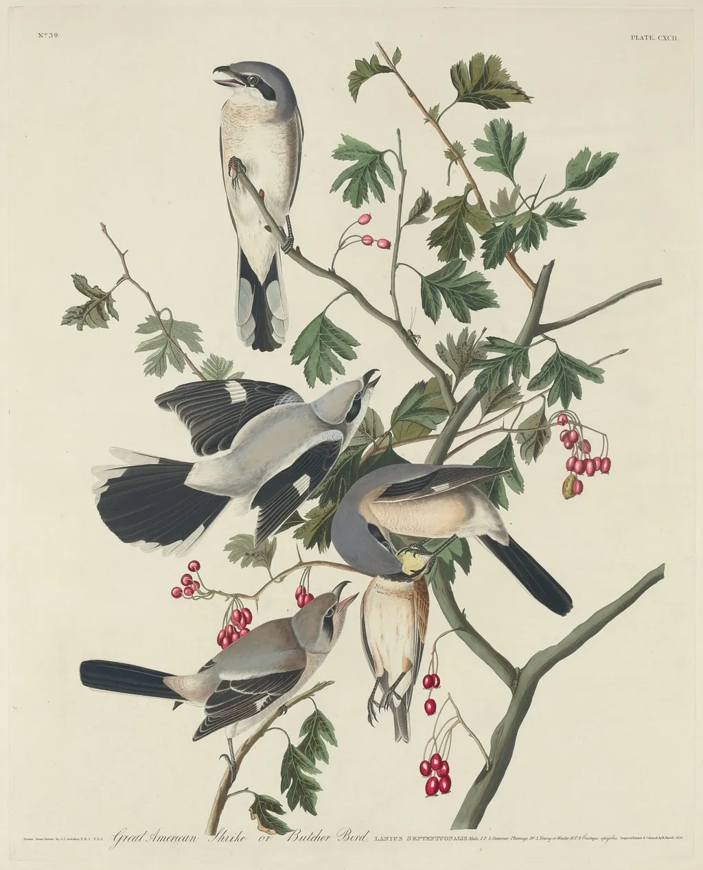 Great American Shrike or Butcher Bird, by Robert Havell Jr., ink, 1834