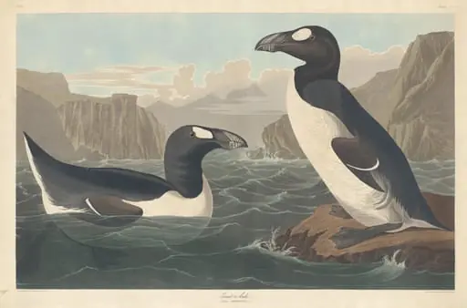 Great Auk, by Robert Havell Jr.