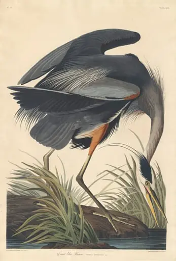 Great blue Heron, by Robert Havell Jr.