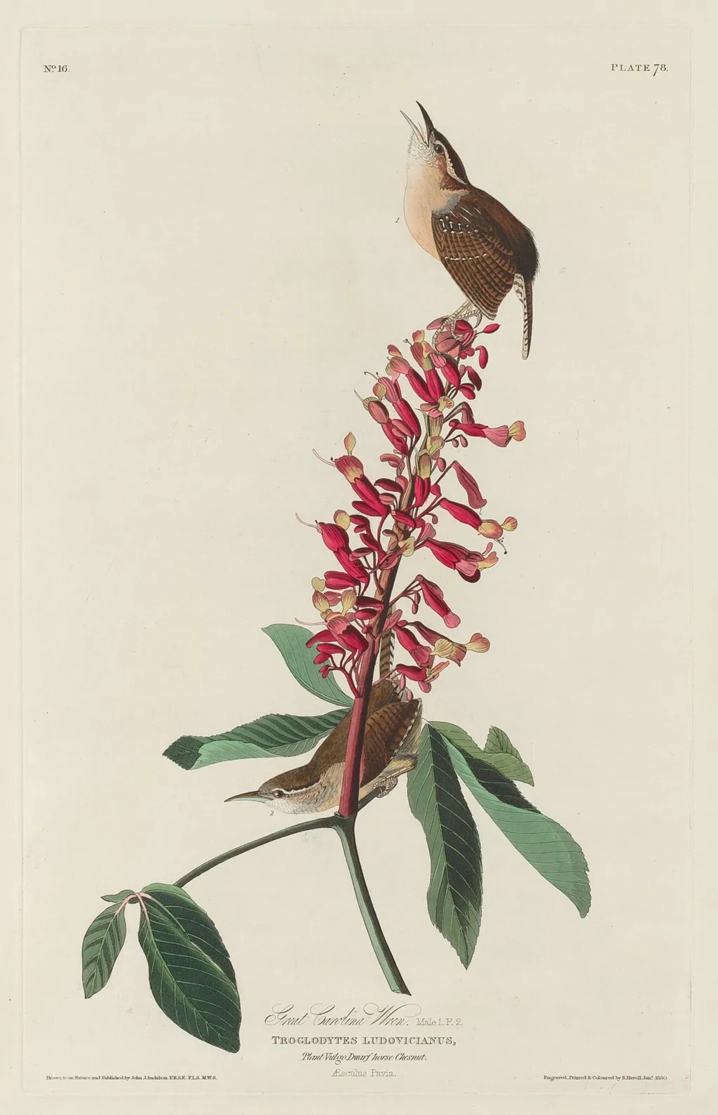 Great Carolina Wren, by Robert Havell Jr., ink, 1830