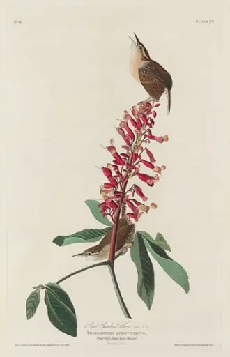 Great Carolina Wren, by Robert Havell Jr.