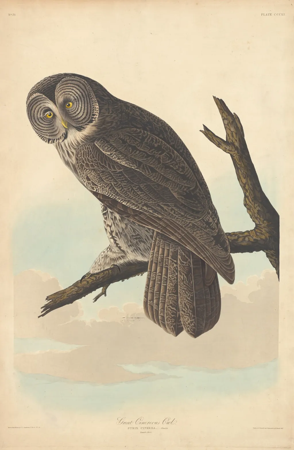 Great Cinereous Owl, by Robert Havell Jr., ink, 1837