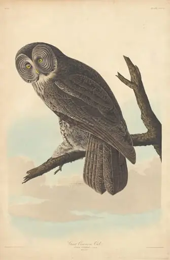 Great Cinereous Owl, by Robert Havell Jr.