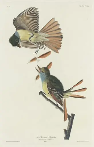 Great Crested Flycatcher, by Robert Havell Jr.