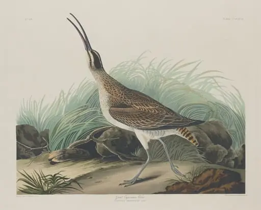 Great Esquimaux Curlew, by Robert Havell Jr.