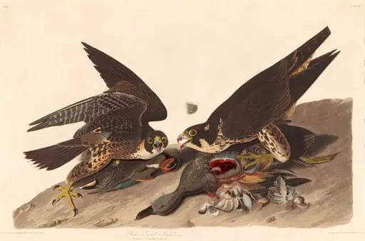 Great Footed Hawk, by Robert Havell Jr.