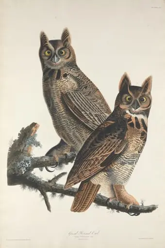 Great Horned Owl, by Robert Havell Jr.
