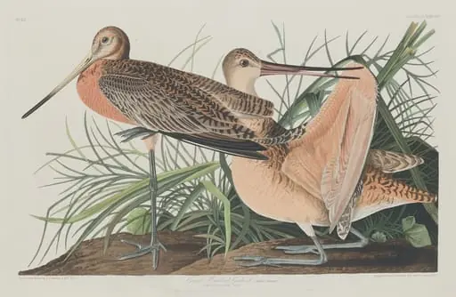 Great Marbled Godwit, by Robert Havell Jr.