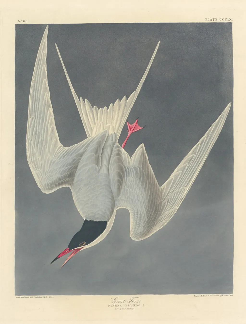 Great Tern, by Robert Havell Jr., ink, 1836