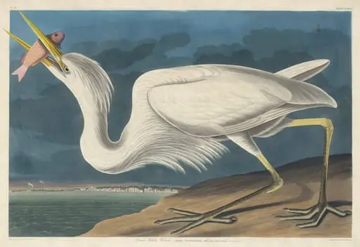 Great White Heron, by Robert Havell Jr.