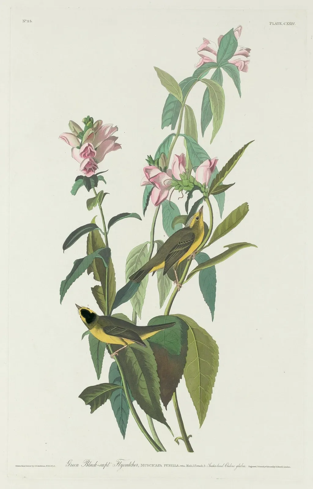 Green Black-Capt Flycatcher, by Robert Havell Jr., ink, 1831
