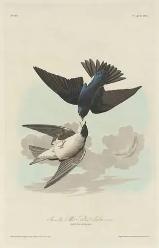 Green-blue or White-bellied Swallow, by Robert Havell Jr.