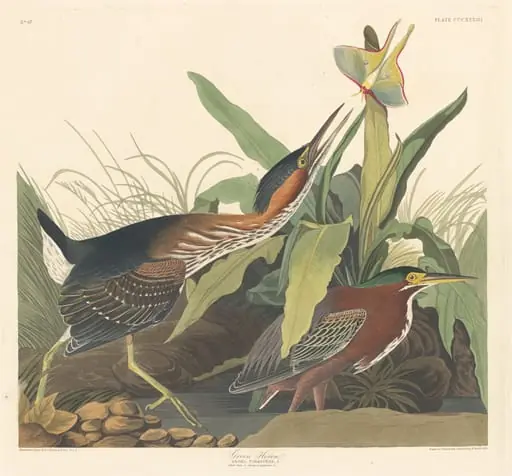 Green Heron, by Robert Havell Jr.