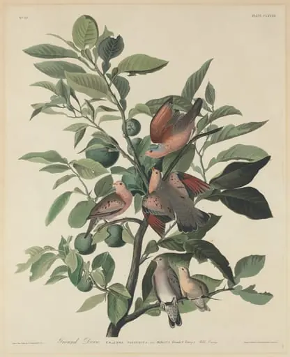 Ground Dove, by Robert Havell Jr.