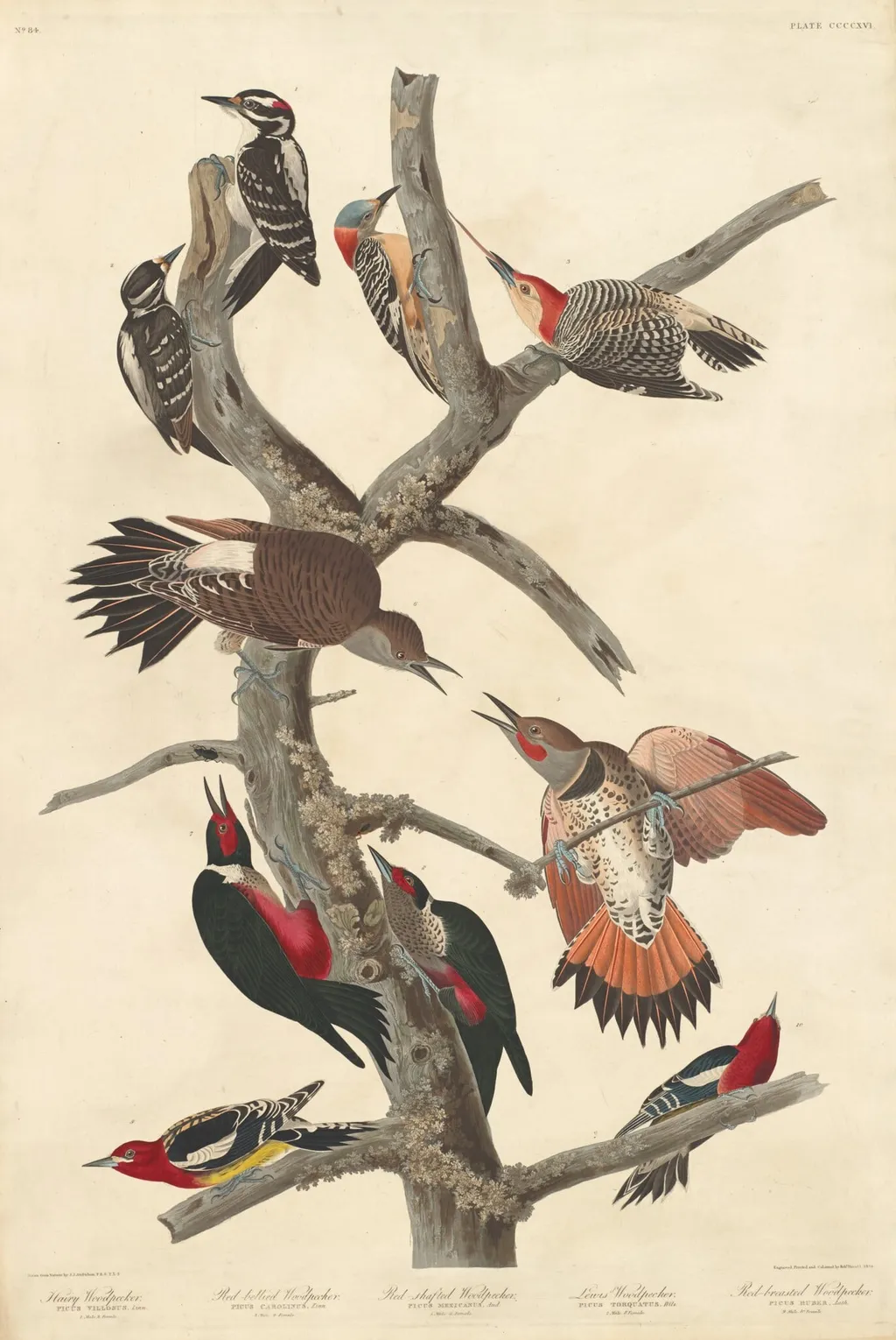 Hairy Woodpecker, by Robert Havell Jr., ink, 1838