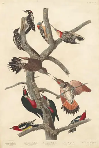 Hairy Woodpecker, by Robert Havell Jr.