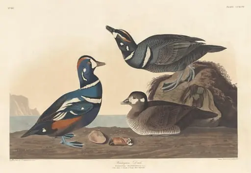 Harlequin Duck, by Robert Havell Jr.