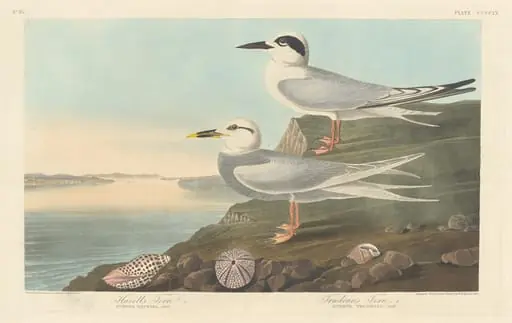 Havell's Tern and Trudeau's Tern, by Robert Havell Jr.