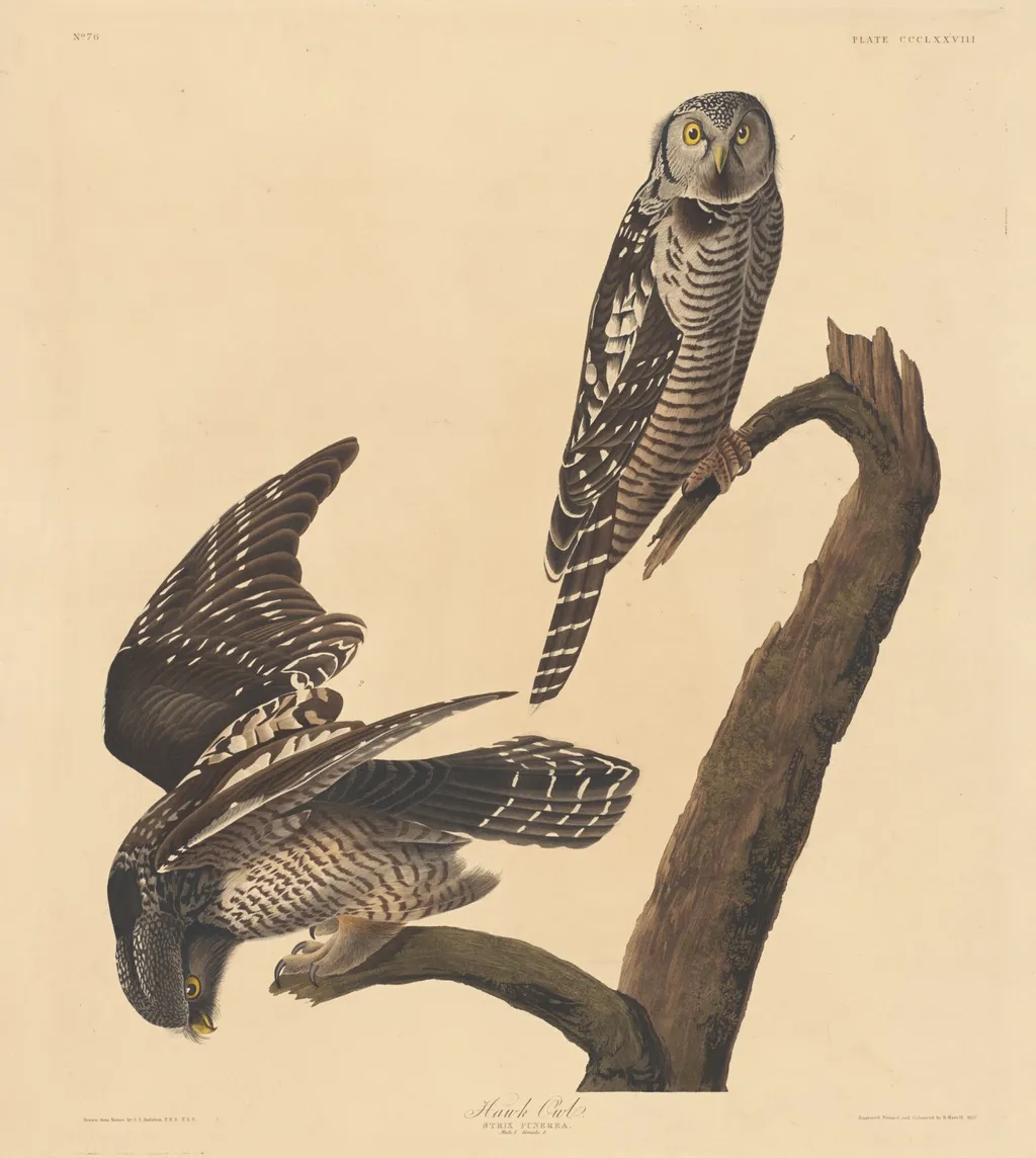 Hawk Owl, by Robert Havell Jr., ink, 1837