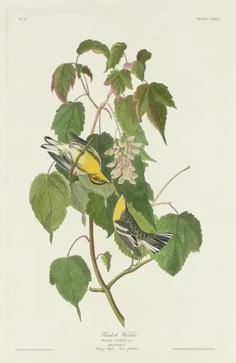 Hemlock Warbler, by Robert Havell Jr.