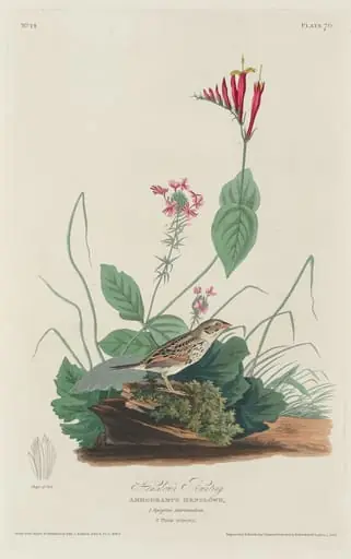 Henslow's Bunting, by Robert Havell Jr.