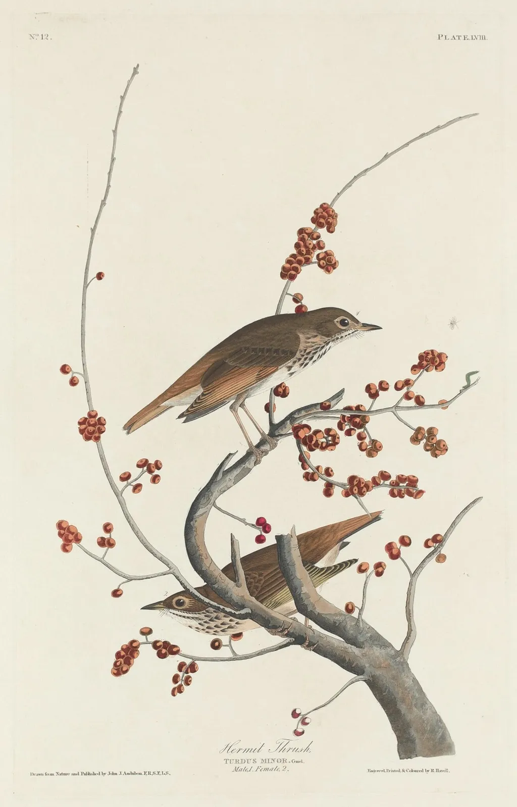 Hermit Thrush, by Robert Havell Jr., ink, 1829