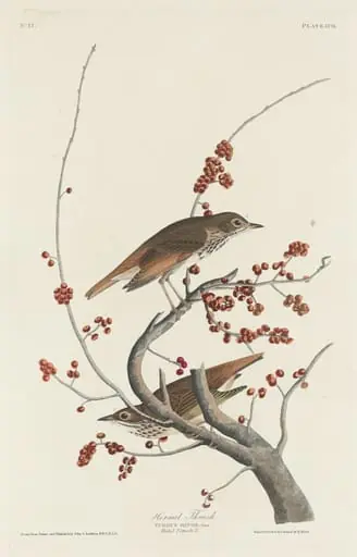 Hermit Thrush, by Robert Havell Jr.