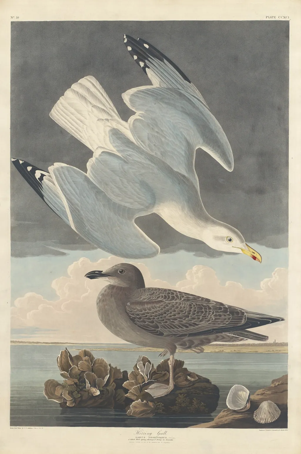 Herring Gull, by Robert Havell Jr., ink, 1836