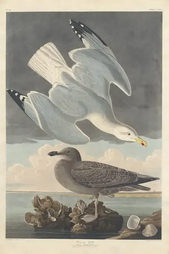 Herring Gull, by Robert Havell Jr.