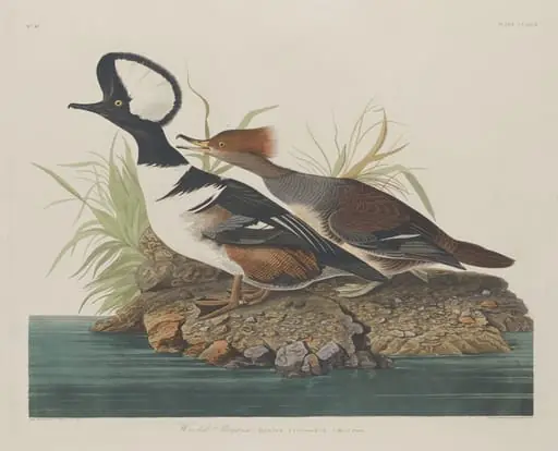 Hooded Merganser, by Robert Havell Jr.