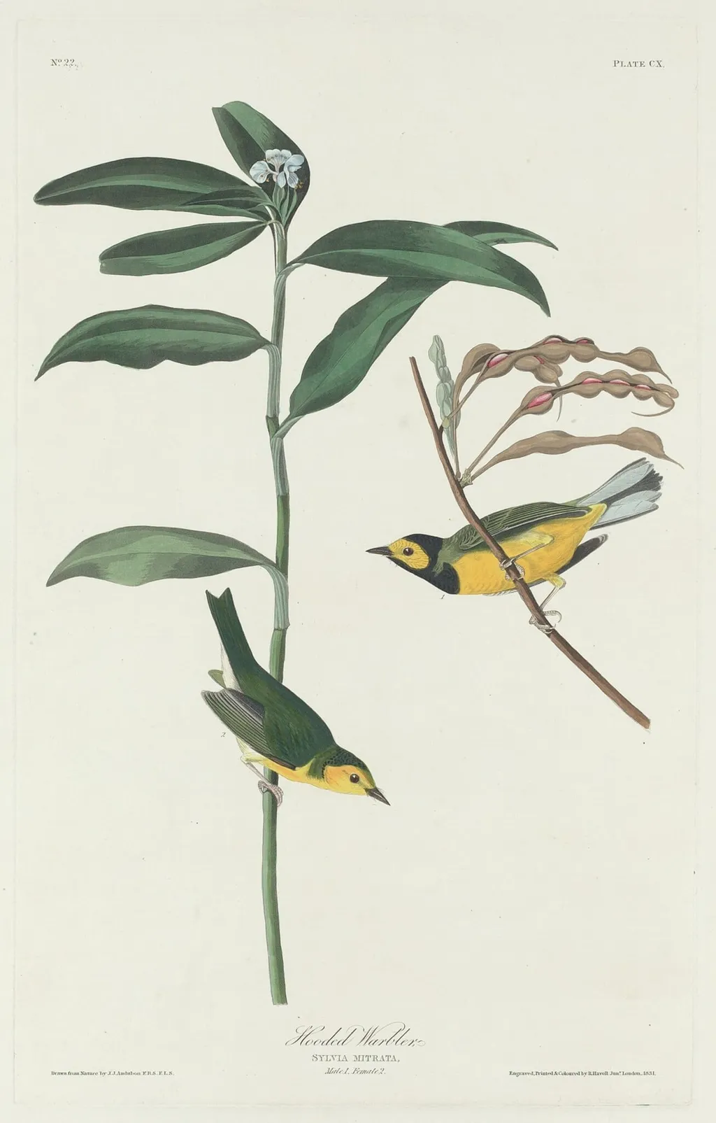 Hooded Warbler, by Robert Havell Jr., ink, 1831