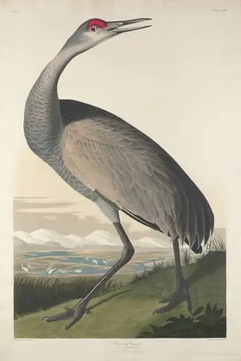 Hooping Crane, by Robert Havell Jr.