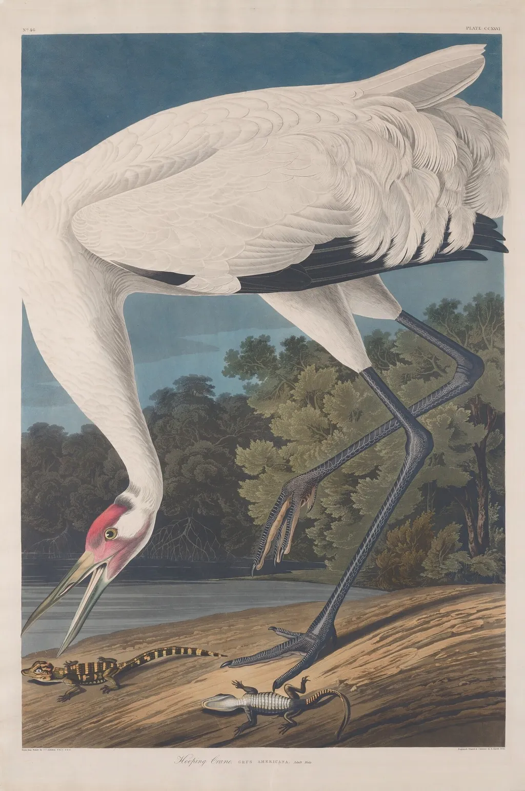 Hooping Crane, by Robert Havell Jr., ink, 1834