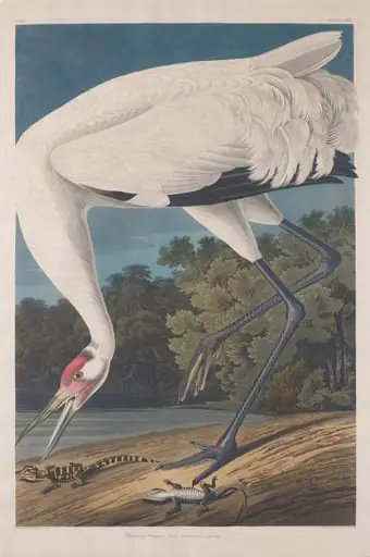 Hooping Crane, by Robert Havell Jr.