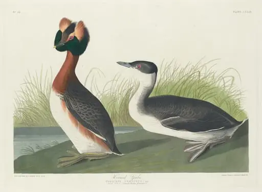 Horned Grebe, by Robert Havell Jr.