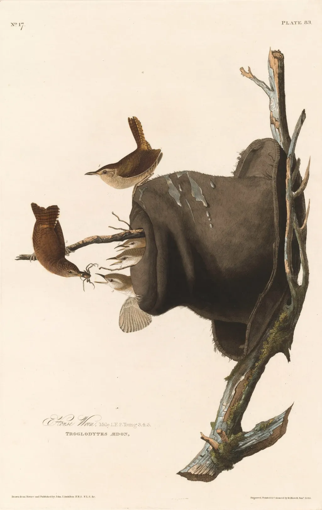 House Wren, by Robert Havell Jr., ink, 1830