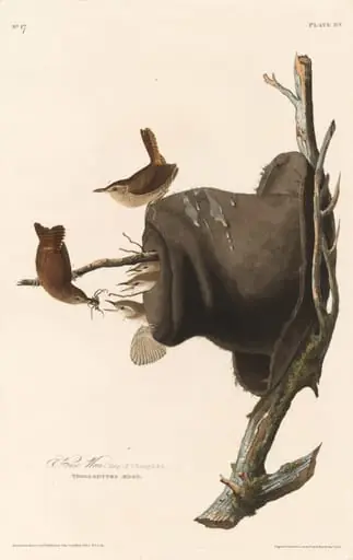 House Wren, by Robert Havell Jr.