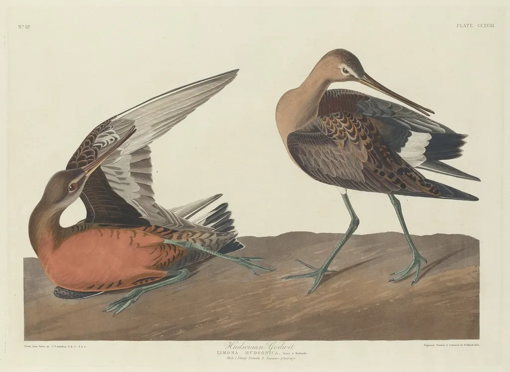 Hudsonian Godwit, by Robert Havell Jr., ink, 1835