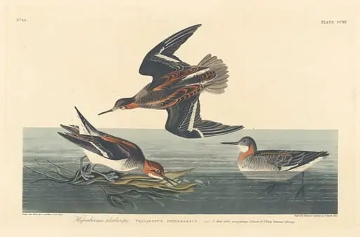 Hyperborean Phalarope, by Robert Havell Jr.