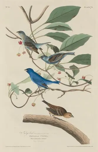 Indigo Bird, by Robert Havell Jr.