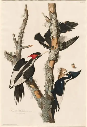 Ivory-billed Woodpecker, by Robert Havell Jr.