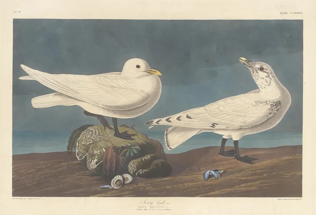 Ivory Gull, by Robert Havell Jr., ink, 1836