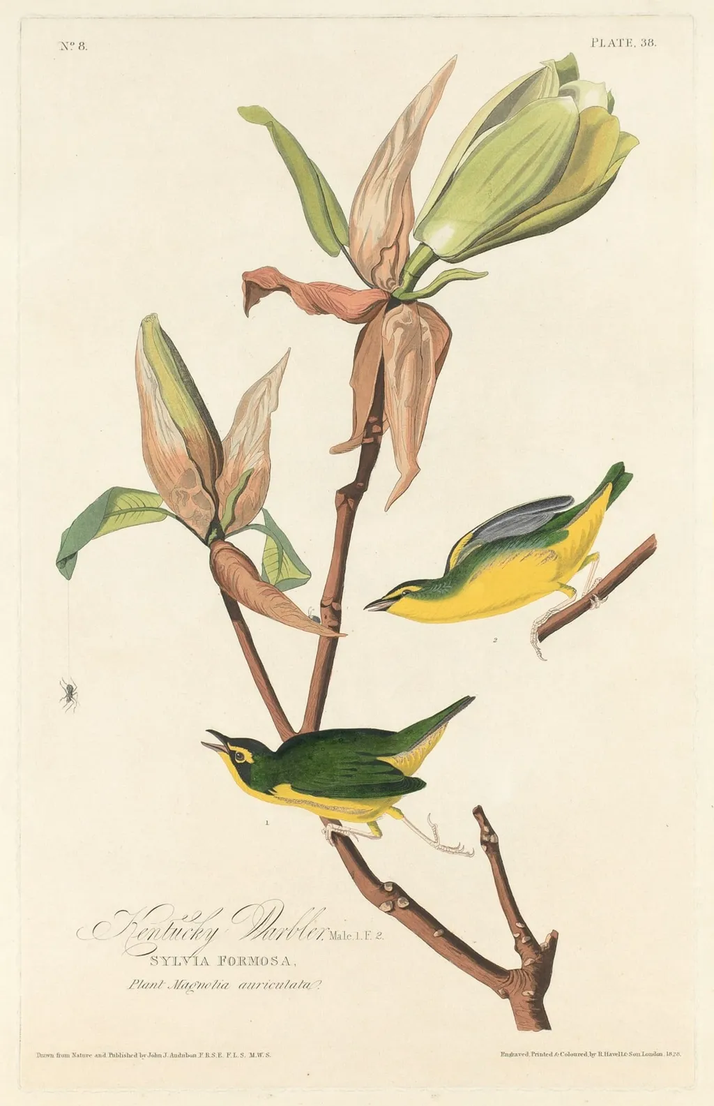 Kentucky Warbler, by Robert Havell Jr., ink, 1828