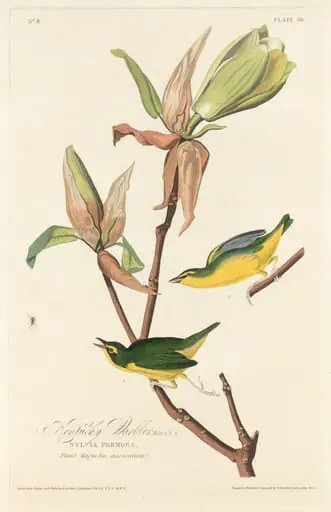 Kentucky Warbler, by Robert Havell Jr.