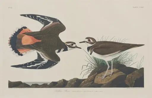 Kildeer Plover, by Robert Havell Jr.