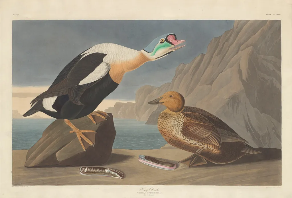 King Duck, by Robert Havell Jr., ink, 1835