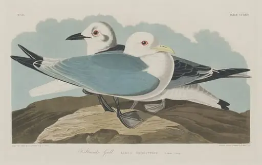 Kittiwake Gull, by Robert Havell Jr.