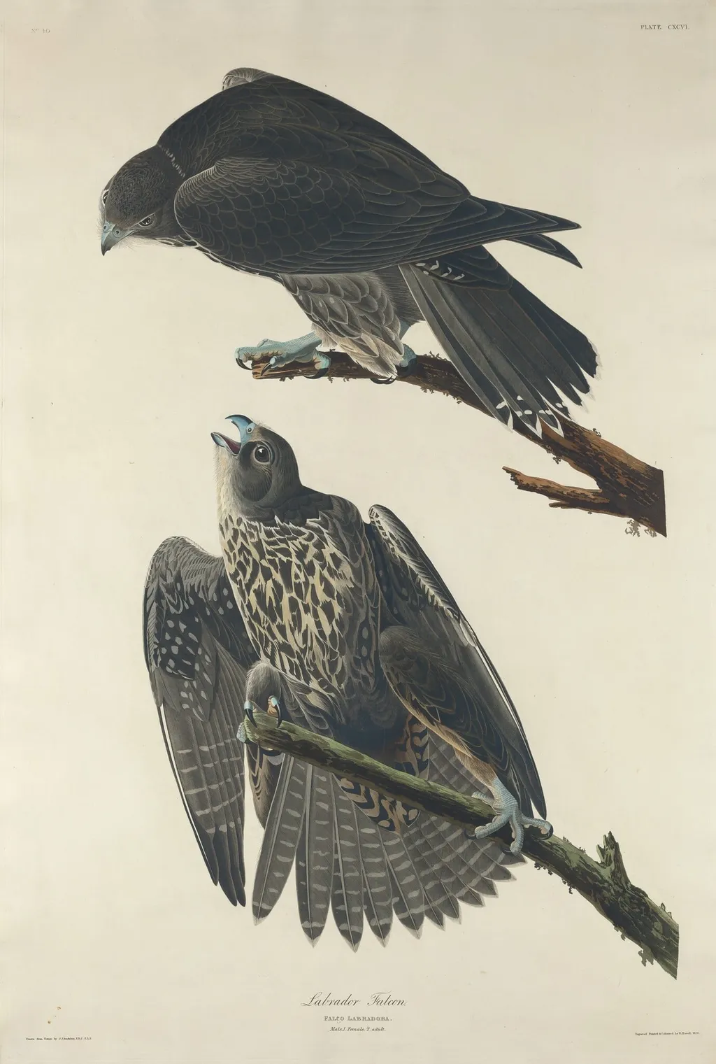 Labrador Falcon, by Robert Havell Jr., ink, 1834